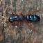Blue Ant (Female Wasp)