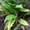 Turmeric Plant