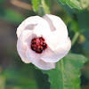 Brazilian Rock Rose