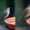 Gray-cheeked Thrush