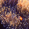 Ocellaris Clownfish