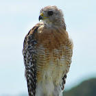 Red-shouldered Hawk