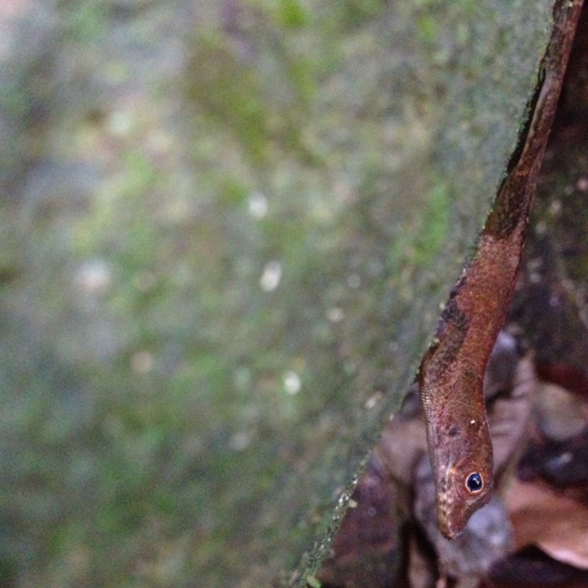 Yellow-chinned Anole