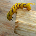 Death's-head hawkmoth caterpillar