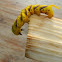 Death's-head hawkmoth caterpillar