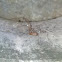 Long-bodied Cellar Spider