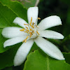 Lemon Tree Flower