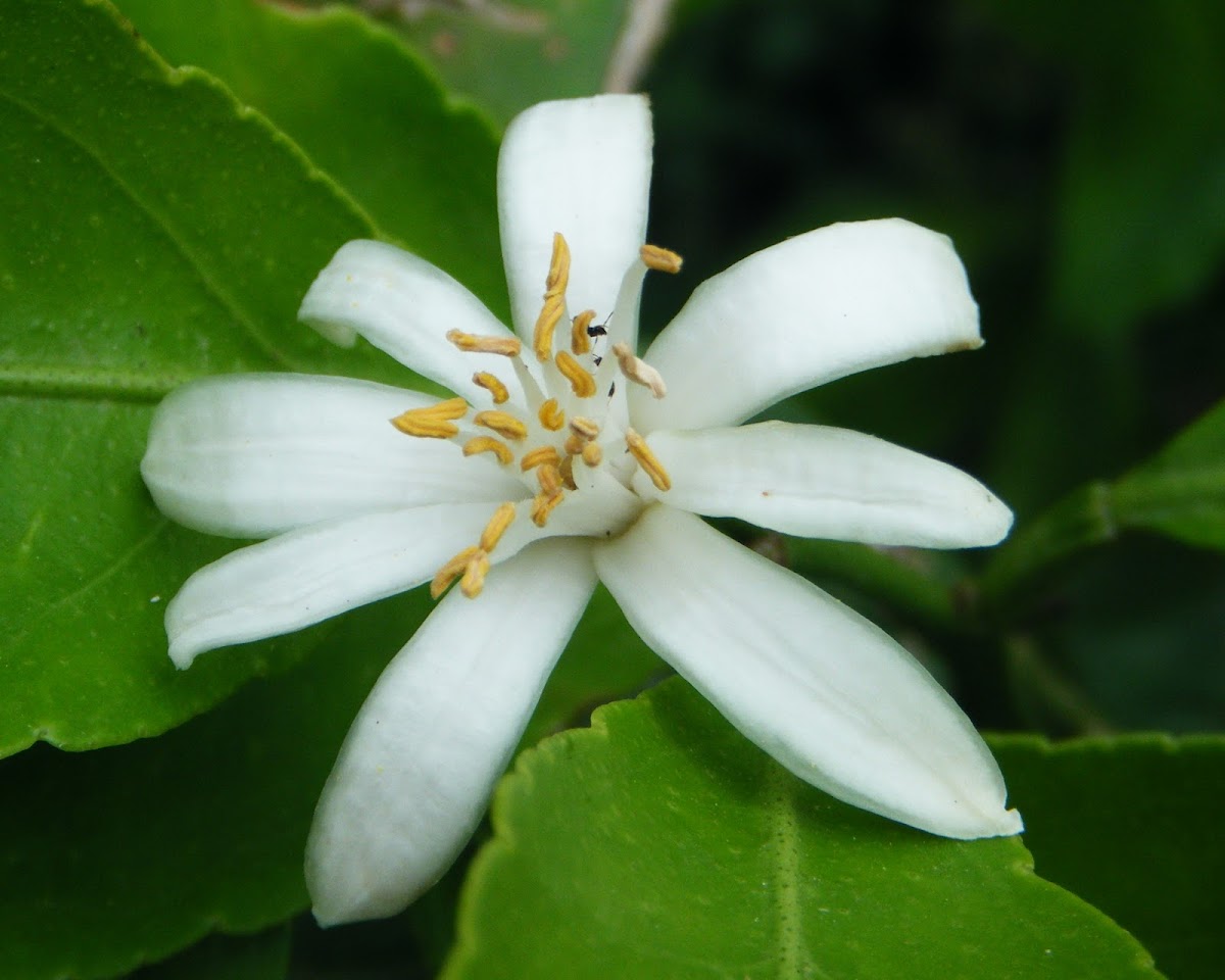 Lemon Tree Flower