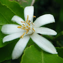 Lemon Tree Flower