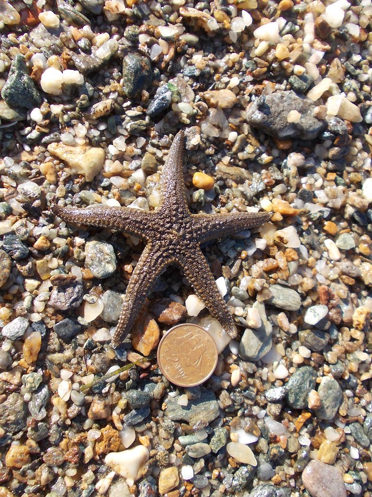 Sand-sifting starfish (Αστερίας)