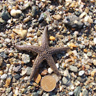 Sand-sifting starfish (Αστερίας)
