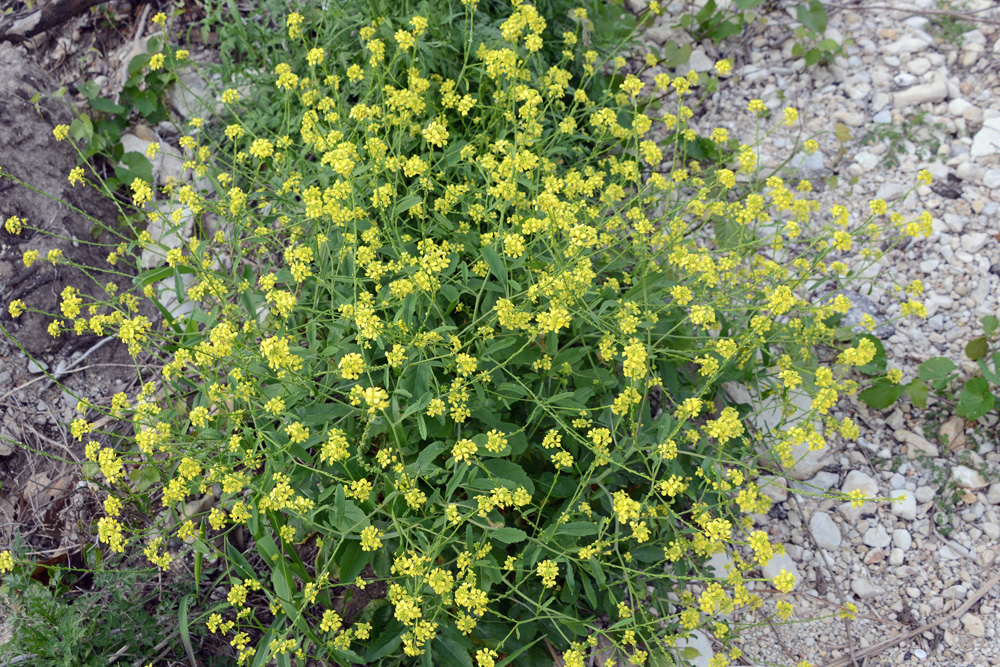 Bastard Cabbage Project Noah