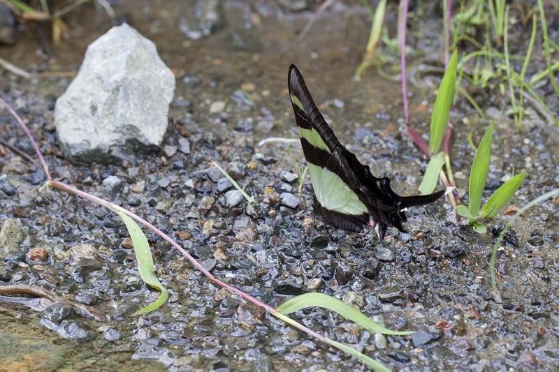 Serville Kite Swallowtail