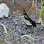 Serville Kite Swallowtail