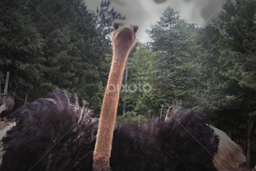 Ostrich on the loose by Lora Long - Animals Birds