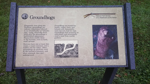 Blue Ridge Parkway Groundhogs