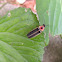 Common Eastern Firefly