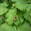 Thimbleberry