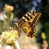 Koninginnenpage (Papilio machaon)