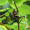 Frog-legged Leaf Beetle 紫莖甲