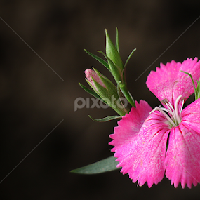 Dianthus  by তিত কুটি - Flowers Single Flower