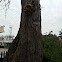 Horse chestnut tree