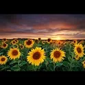 Galaxy S4 Sunflower LWP icon