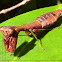 Louva-a-deus formiga (Ant mimicking mantis)