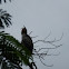 Mountain Hawk Eagle (juvenile) ?