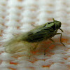 Delphacid Bug