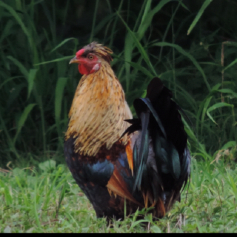 Feral rooster