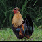 Feral rooster