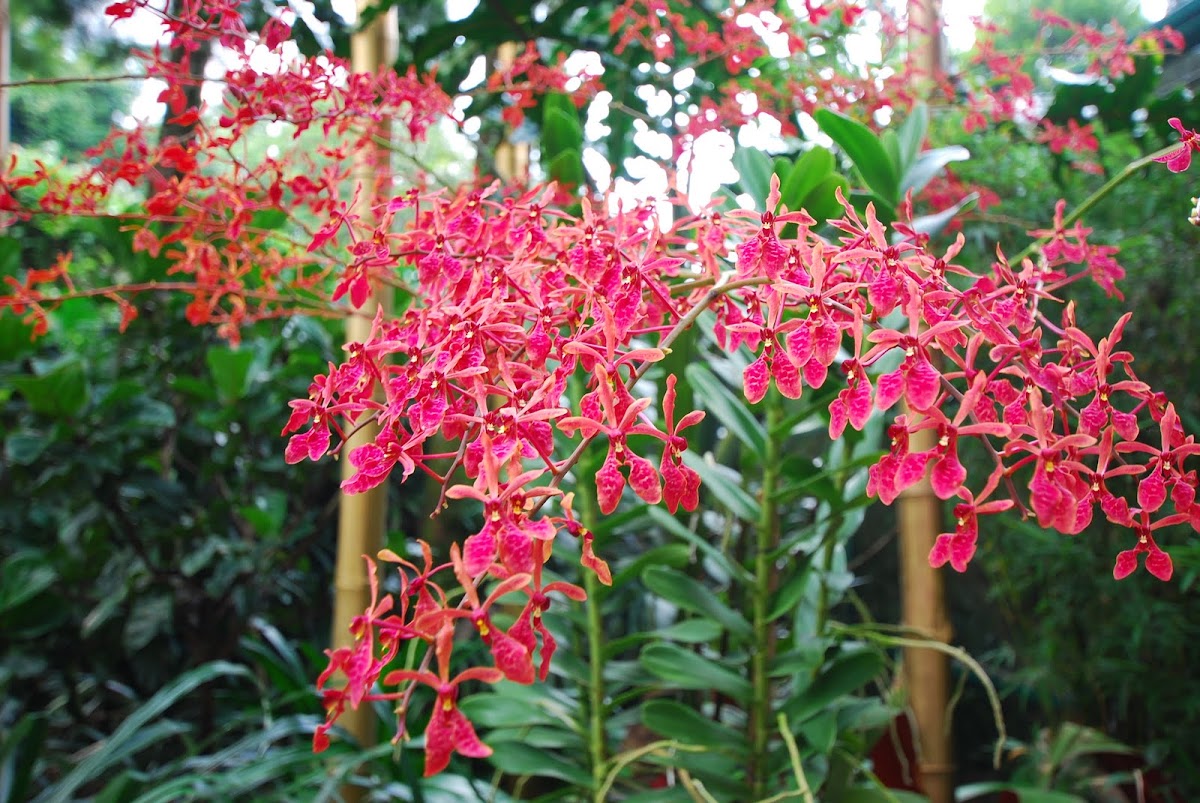 Renanthera orchid
