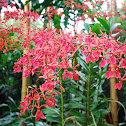 Renanthera orchid