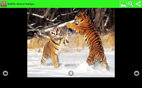 Wildlife Animal Wallpapers screenshot 5