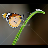 Striped Tiger butterfly  by Vincent Albert -  