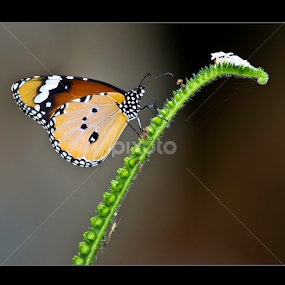 Striped Tiger butterfly  by Vincent Albert - Animals Insects & Spiders