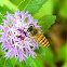 Asiatic honey bee