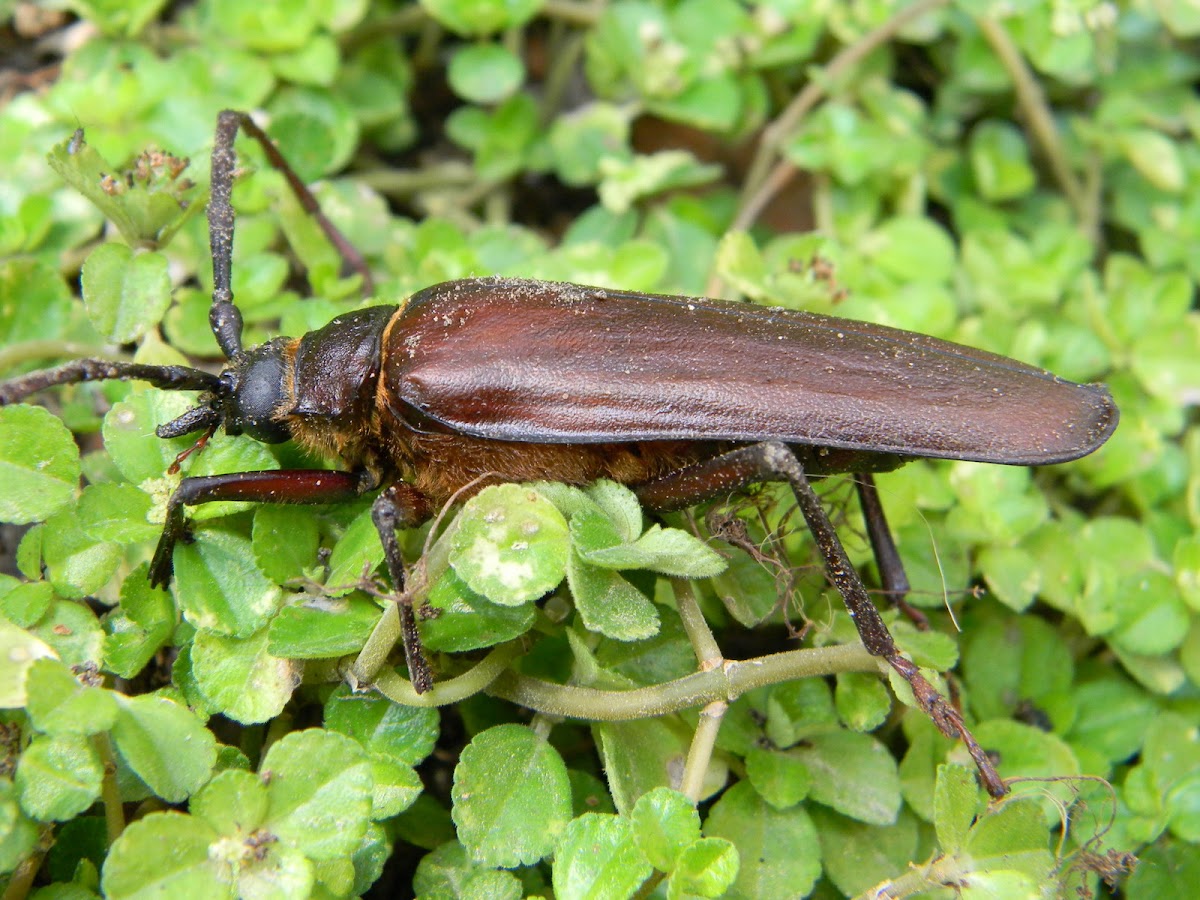 Pine Sawyer Beetle