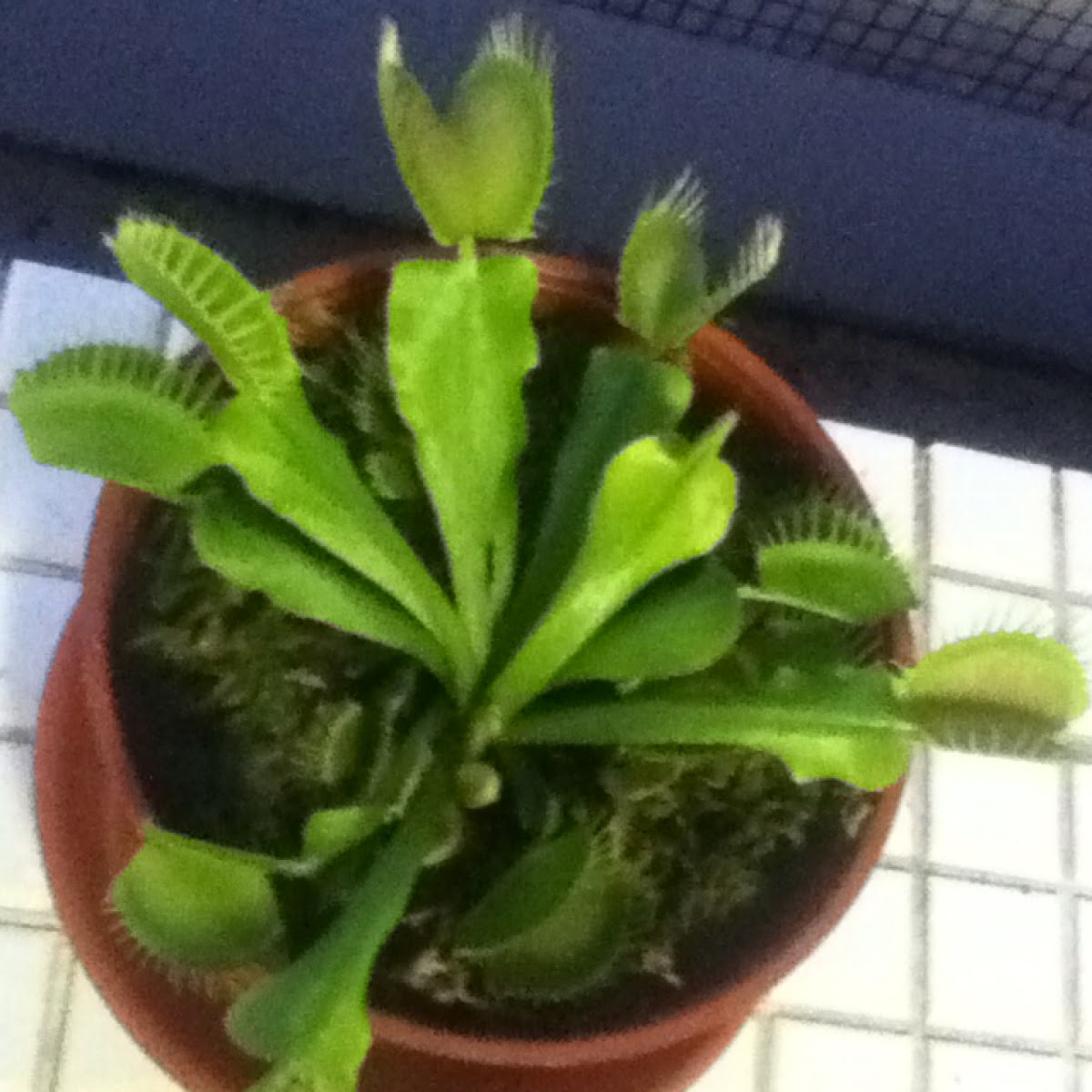 Venus Flytrap