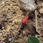 Red silk cotton bug(nymph)