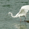 Little Egret