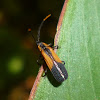 Banded net-winged beetle