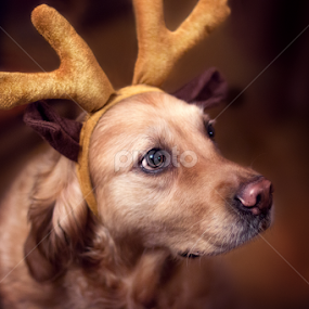 Sara - the pink nosed reindeer by Kiril Krastev - Animals - Dogs Portraits