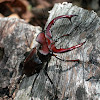 American stag beetle (male)