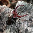 American stag beetle (male)