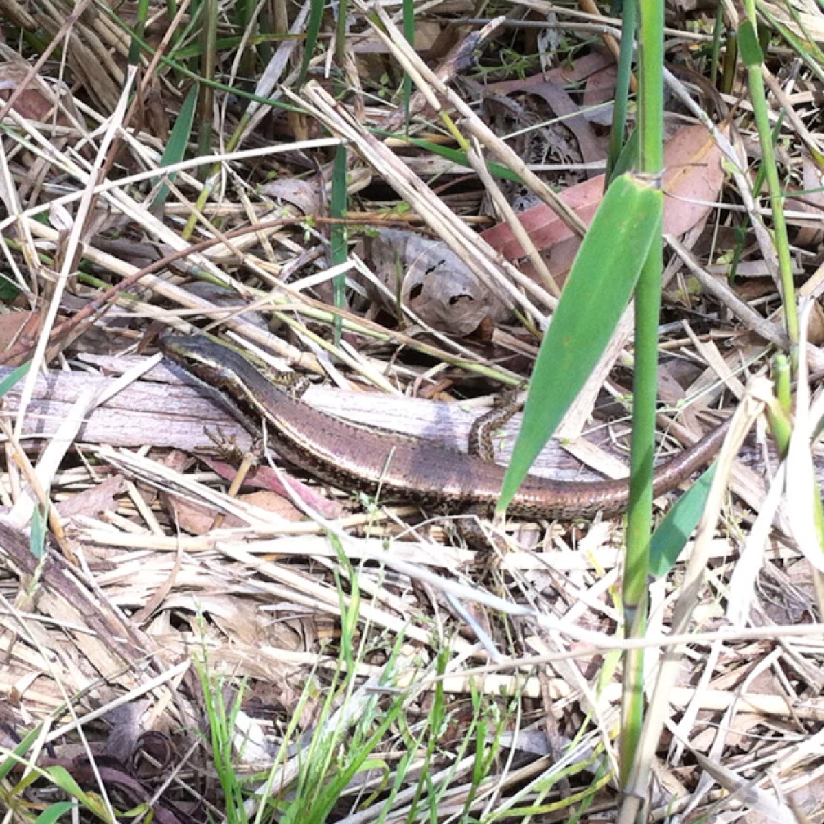 Eastern Water-Skink