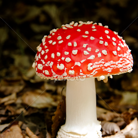 by Adrian Rusu - Nature Up Close Mushrooms & Fungi