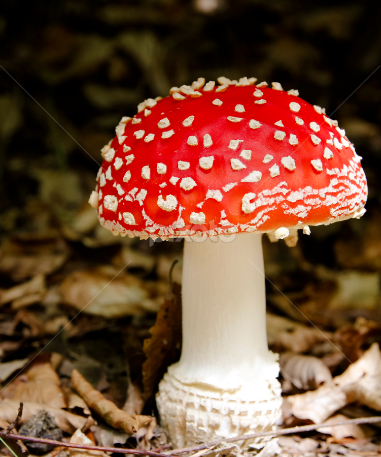 by Adrian Rusu - Nature Up Close Mushrooms & Fungi