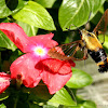 Snowberry clearwing moth